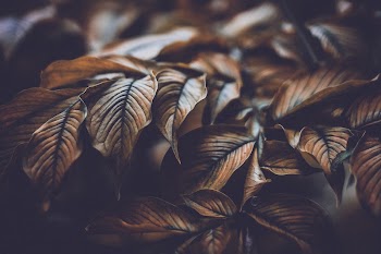 Free close up leaf image, | Free Photo - rawpixel