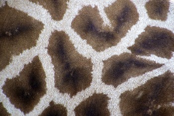 Free closeup on giraffe fur | Free Photo - rawpixel