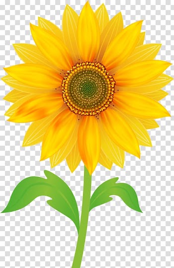 Free content , sunflower transparent background PNG clipart