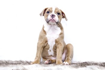 Free cute Bulldog image, public | Free Photo - rawpixel