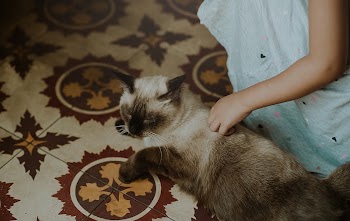 Free cute cat image, public | Free Photo - rawpixel