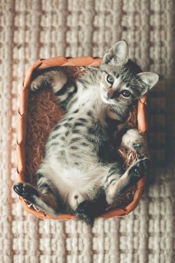 Free cute european shorthair cat | Free Photo - rawpixel