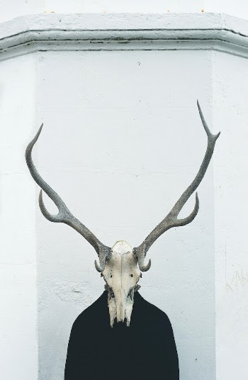 Free deer skull photo, public | Free Photo - rawpixel
