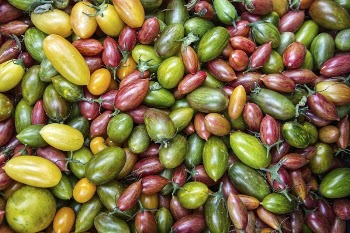 Free different types of tomatoes | Free Photo - rawpixel