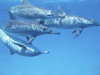 Free Dolphins image, public domain | Free Photo - rawpixel