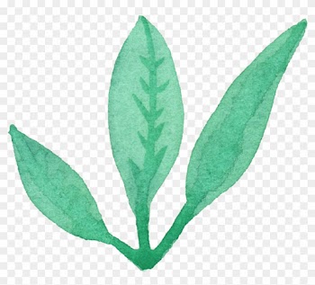 Free Download - Leaves Water Color Png