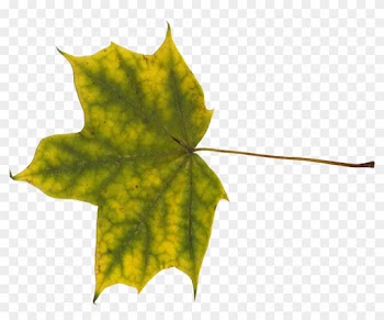 Free Download - Maple Leaf
