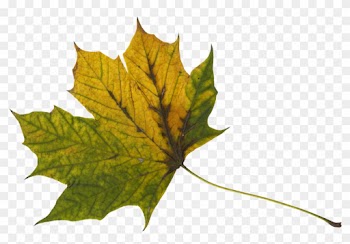 Free Download - Maple Leaf