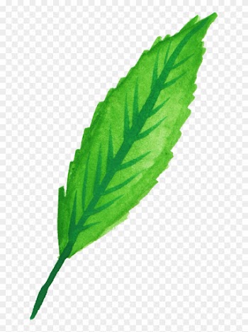 Free Download - Mint Leaf Watercolor Png