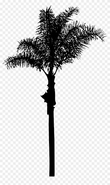 Free Download - Palm Trees