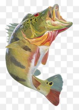 Free download Peacock bass Largemouth bass Bass fishing Decal ...