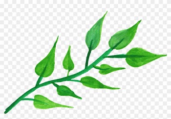 Free Download - Stem With Leaves Png