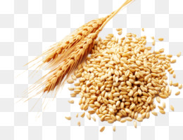 Free download Wheat berry Cereal Spelt - coarse cereals png.
