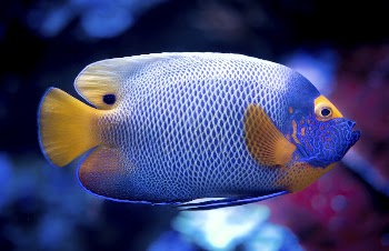 Free exotic fish image, public | Free Photo - rawpixel