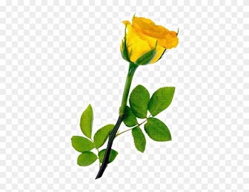 Free Flower Clipart - Yellow Long Stem Roses