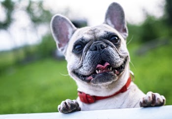 Free French bulldog background image, | Free Photo - rawpixel