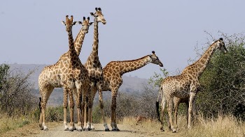 Free giraffes in the wild | Free Photo - rawpixel