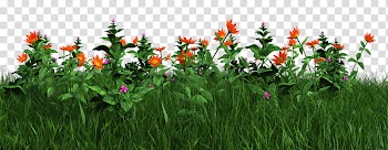 Free Grass and Flowers, orange flower transparent background PNG clipart
