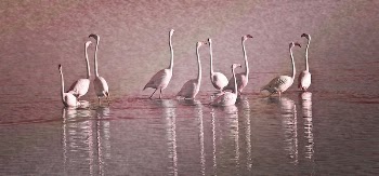 Free group of flamingo standing | Free Photo - rawpixel