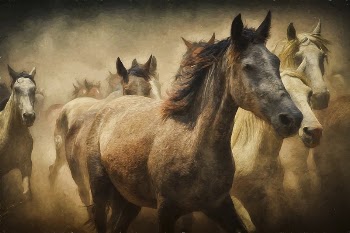 Free herd of horses digital | Free Photo Illustration - rawpixel