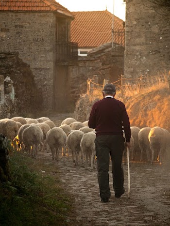 Free herd of sheep image, | Free Photo - rawpixel