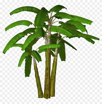 Free High Resolution Graphics And Clip Art - Banana Tree Images In Hd