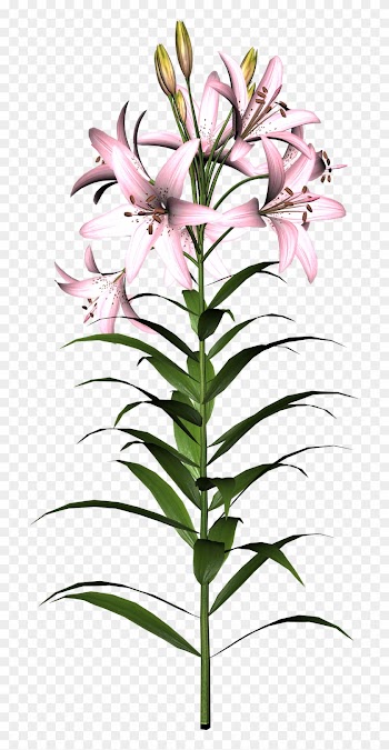 Free High Resolution Graphics And - Flower