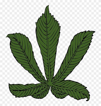Free Horse Chestnut Leaf - Horse Chestnut Leaf Transparent