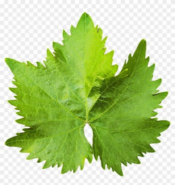 Free Icons Png - Grape Leaf Png
