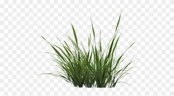 Free Icons Png - Grass Alpha Texture Png