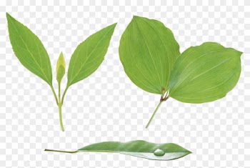 Free Icons Png - Leaf Stem Png