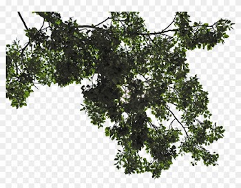 Free Icons Png - Tree Leaves Png
