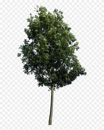 Free Icons Png - Tree Png