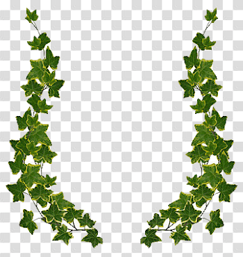 Free Ivy Cliparts, Download Free Clip Art, Free Clip Art on ...