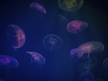 Free jellyfishes image, public domain | Free Photo - rawpixel