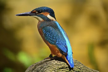 Free kingfisher image, public domain | Free Photo - rawpixel