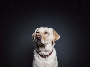 Free labrador retriever dog image, | Free Photo - rawpixel
