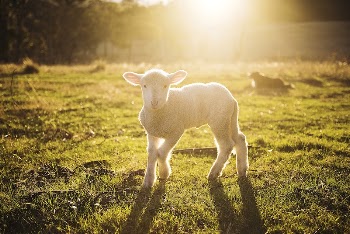 Free lamb image, public domain | Free Photo - rawpixel