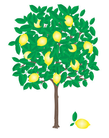 Free Lemon Tree Cliparts, Download Free Clip Art, Free Clip Art on ...