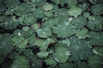 Free lotus leaf image, public | Free Photo - rawpixel