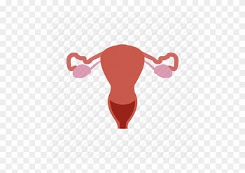 Free Medical Icons - Cervix Png