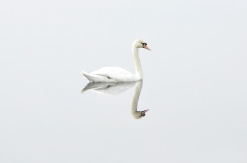 Free mute swan on white | Free Photo - rawpixel