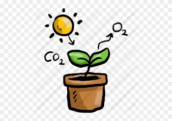 Free No Money Clipart - Photosynthesis Clipart