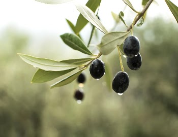 Free olive image, public domain | Free Photo - rawpixel
