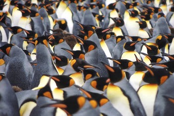 Free penguins image, public domain | Free Photo - rawpixel