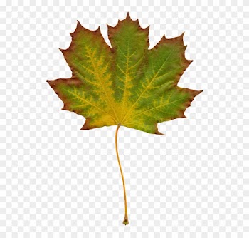 Free Photo Leaves Nature Autumn Clipart Image On - Yaprak Clipart