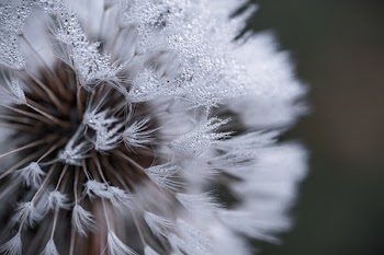 Free Photo of abstract, blur, flower