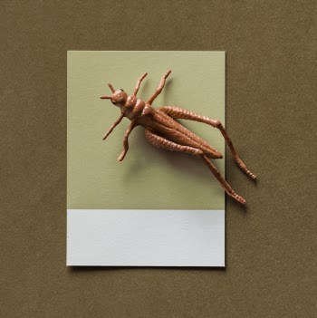 Free Photo of abstract, brown, bug