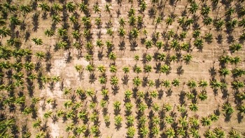 Free Photo of aerial, coconut, trees