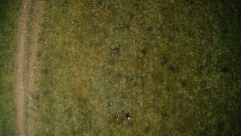 Free Photo of aerial, forest, woods